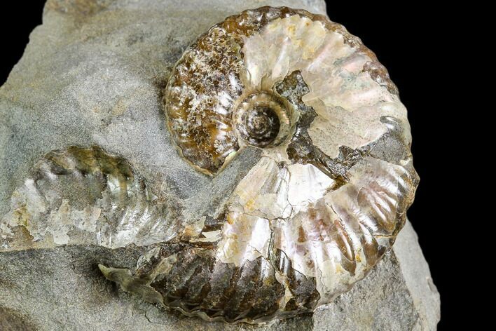 Iridescent Hoploscaphites Ammonite - South Dakota #110571
